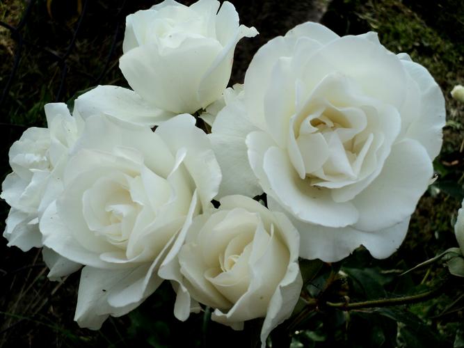 花朵,花的特写,玫瑰,白玫瑰,植物花卉纯洁的白玫瑰图片 花朵,花的特写